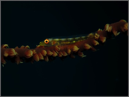 Whip Coral or Red Eye Goby_MacroWinner